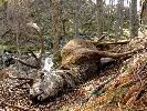 Jeden z wielu jeleni padych na przeomie zimy i wiosny, ale pierwszy dorosy byk