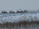 14 jeleni (bykw) na polach w bialy dzie !!!